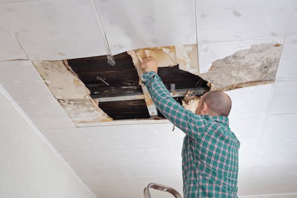 Expert Mold Removal Services Tailored for Residential and Commercial Building Needs