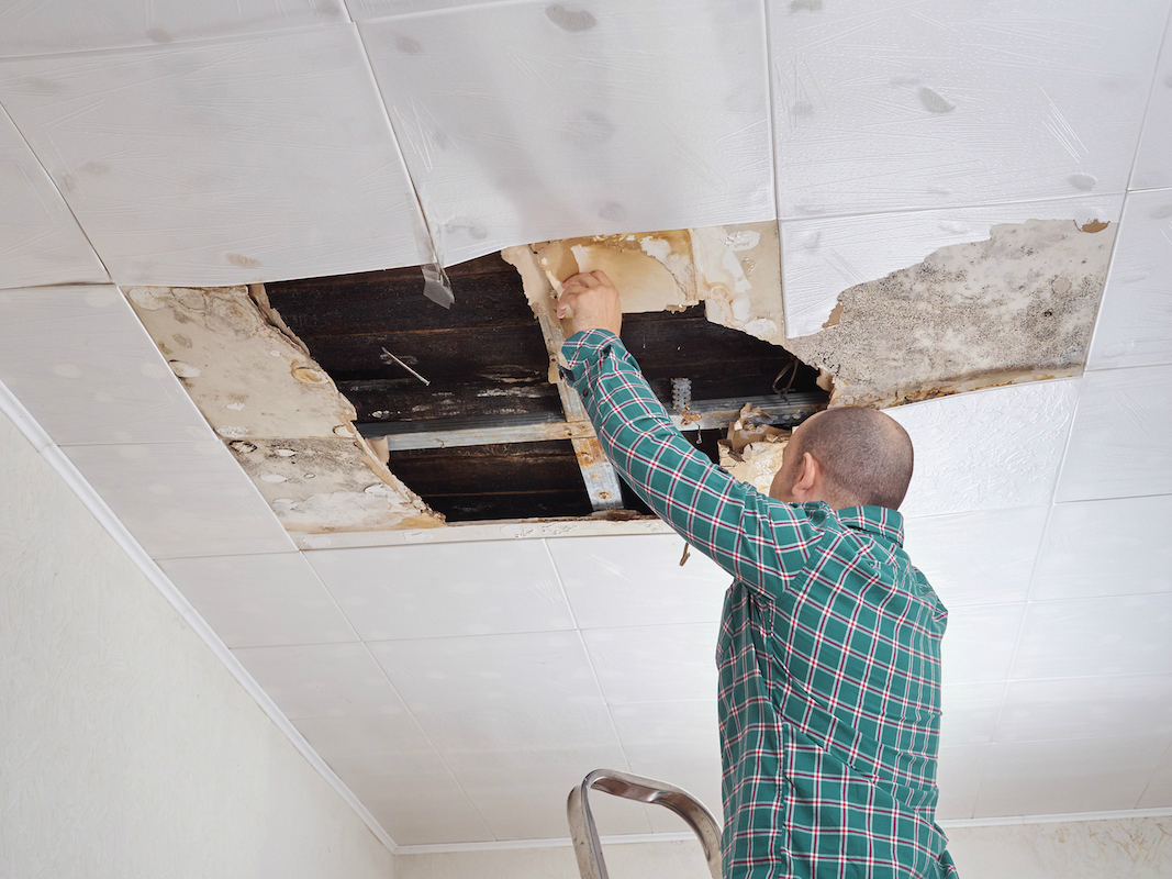 Expert Mold Removal Services Tailored for Residential and Commercial Building Needs
