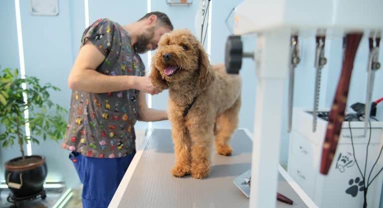 Safe Cat Grooming Port St Lucie with Experienced Groomers